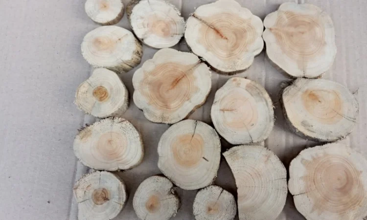 Круглый спил для пано можжевельник - фото № 5