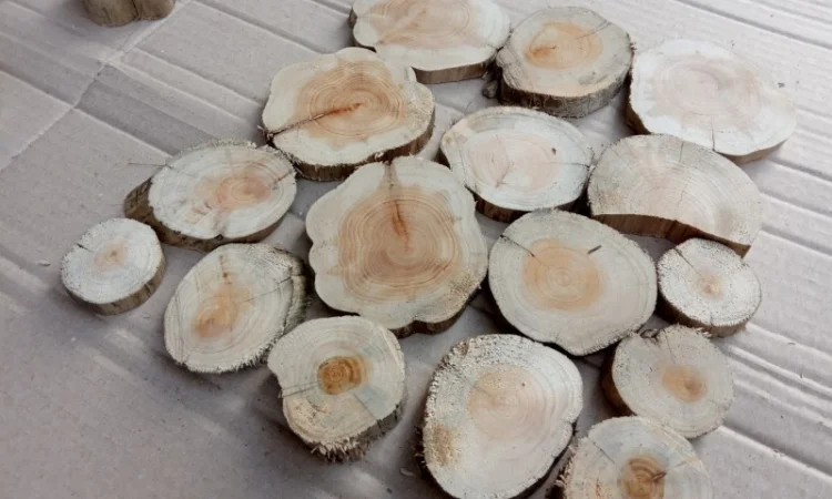 Круглый спил для пано можжевельник - фото № 3