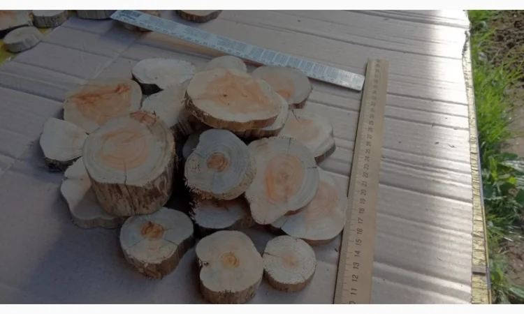 Круглый спил для пано можжевельник - фото № 18