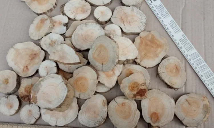 Круглый спил для пано можжевельник - фото № 15