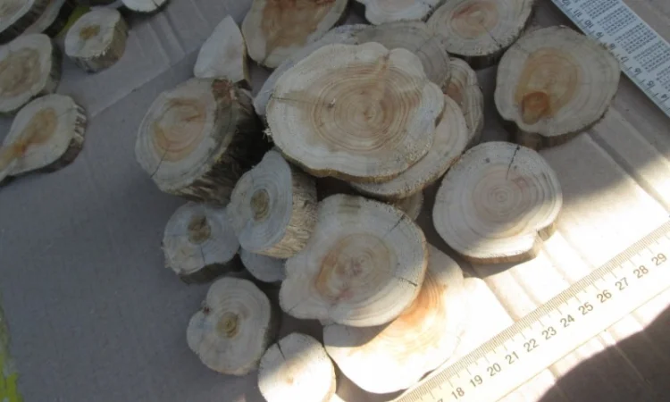 Круглый спил для пано можжевельник - фото № 13