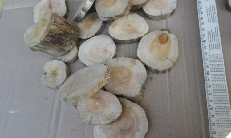 Круглый спил для пано можжевельник - фото № 12