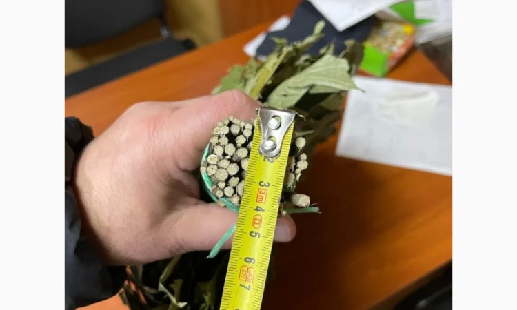 Банние венікі дуба канадского сезону 2023 - фото № 1