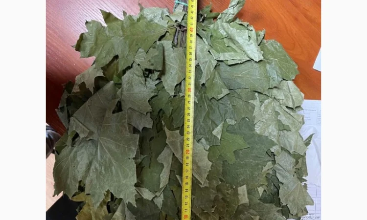 Банние венікі дуба канадского сезону 2023 - фото № 3