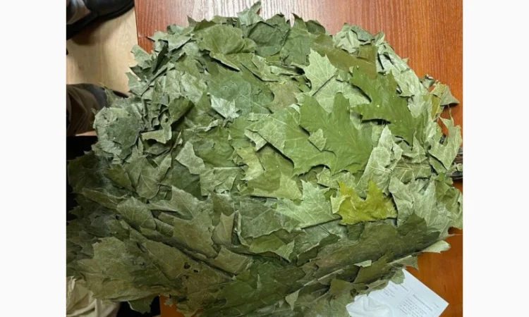 Банние венікі дуба канадского сезону 2023 - фото № 4