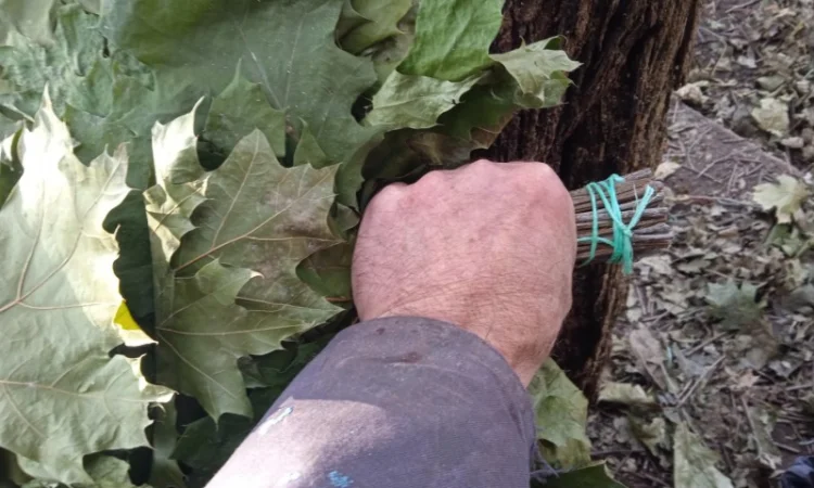 Банние венікі дуба канадского сезону 2023 - фото № 5