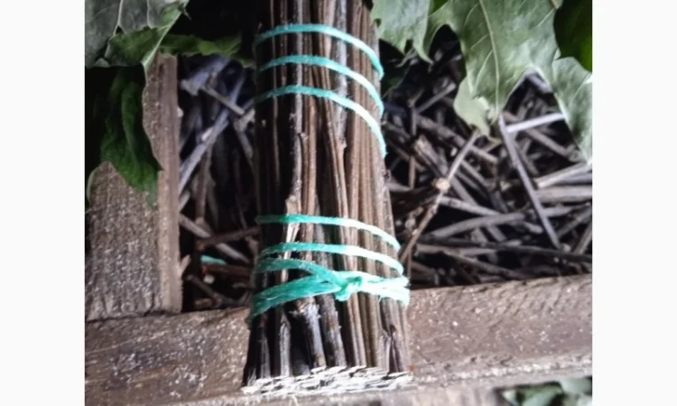 Банние венікі дуба канадского сезону 2023 - фото № 6