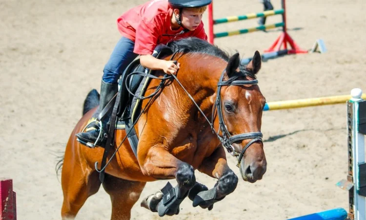 Школа верховой езды. Конные прогулки. Профи - фото № 4