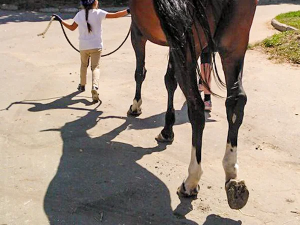 Школа верховой езды. Конные прогулки. Профи - фото № 6