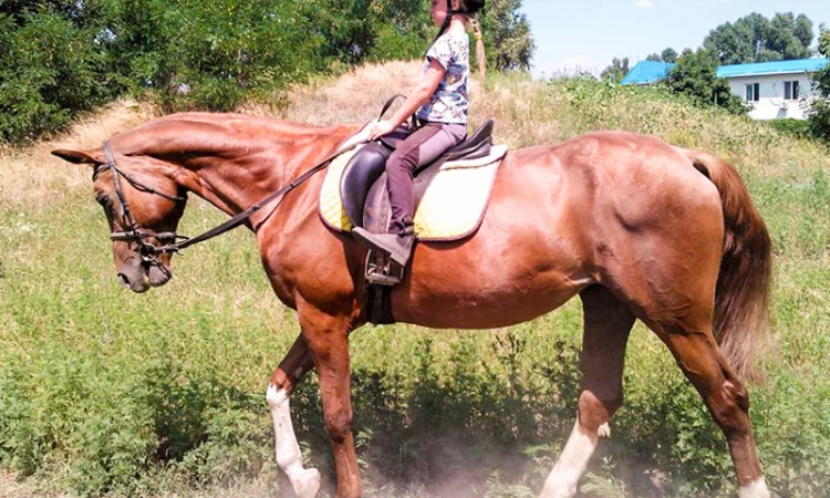 Школа верховой езды. Конные прогулки. Профи - фото № 7