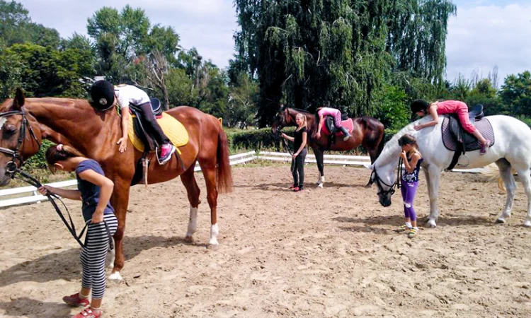 Школа верховой езды. Конные прогулки. Профи - фото № 8