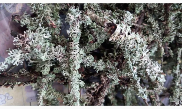 Веточки мха исландского для террариумов - фото № 1