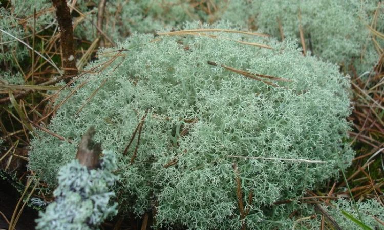 Веточки мха исландского для террариумов - фото № 3