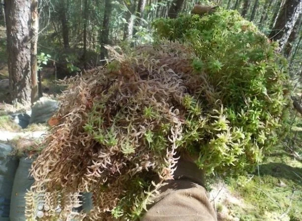 Веточки мха исландского для террариумов - фото № 5