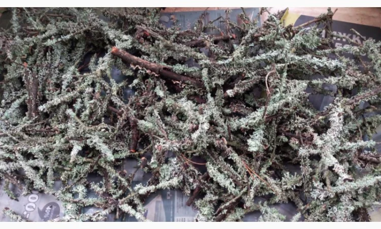 Веточки мха исландского для террариумов - фото № 6