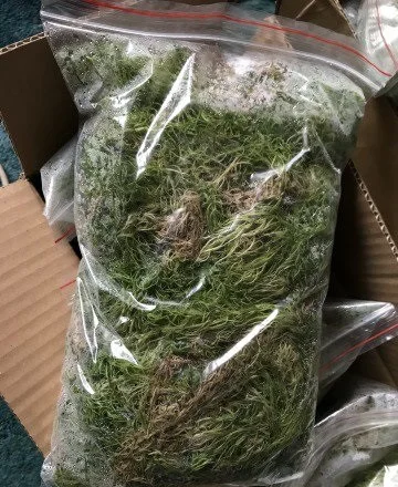 Веточки мха исландского для террариумов - фото № 7