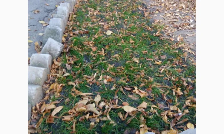 Газонная подложка - фото № 3