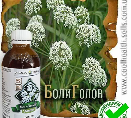 Настойка Болиголова - фото № 2