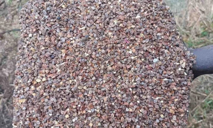 Продаж сільгоспнасіння від експортера від 100 тонн - фото № 1