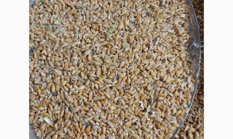 Продаж сільгоспнасіння від експортера від 100 тонн - фото № 2