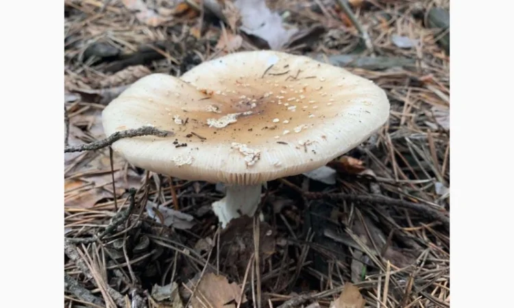 Витяжка з мухомора - фото № 4