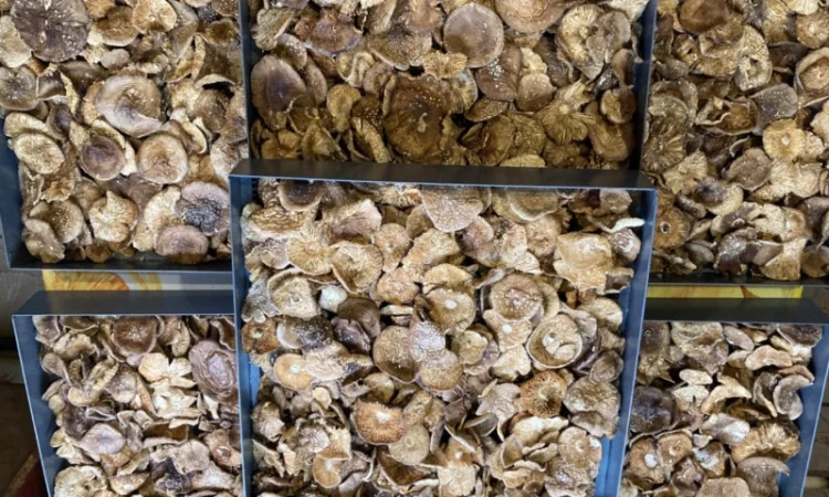 Мазь з мухомора пантерного - фото № 10