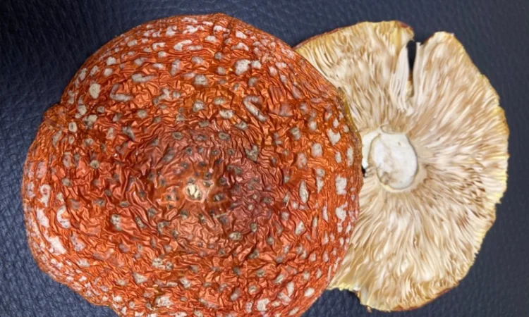 Мазь з мухомора пантерного - фото № 9