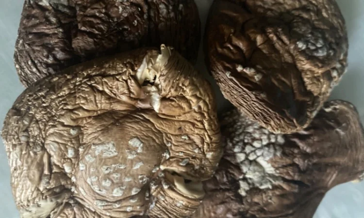 Мазь с экстрактом мухомора - фото № 6