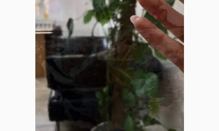 Плёнка прозрачная 0.09мм только в рулонах - фото № 1