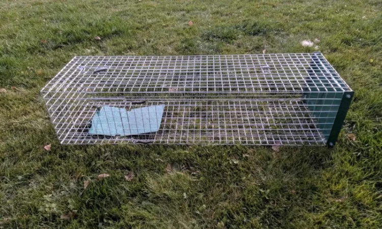 Метровая живоловушка. Котоловка с педалью. Котоловушка отлов котов 100%. Профессионально - фото № 2