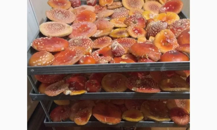 Продам Мухомори червоні сушені капелюшки Amanita muscaria та настоянку 60% - фото № 3