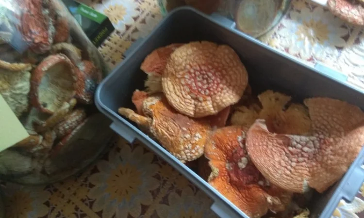 Продам Мухомори червоні сушені капелюшки Amanita muscaria та настоянку 60% - фото № 5
