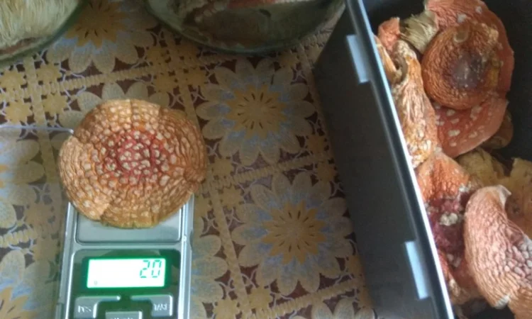 Продам Мухомори червоні сушені капелюшки Amanita muscaria та настоянку 60% - фото № 6