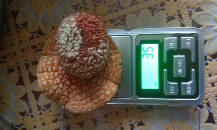 Продам Мухомори червоні сушені капелюшки Amanita muscaria та настоянку 60% - фото № 7