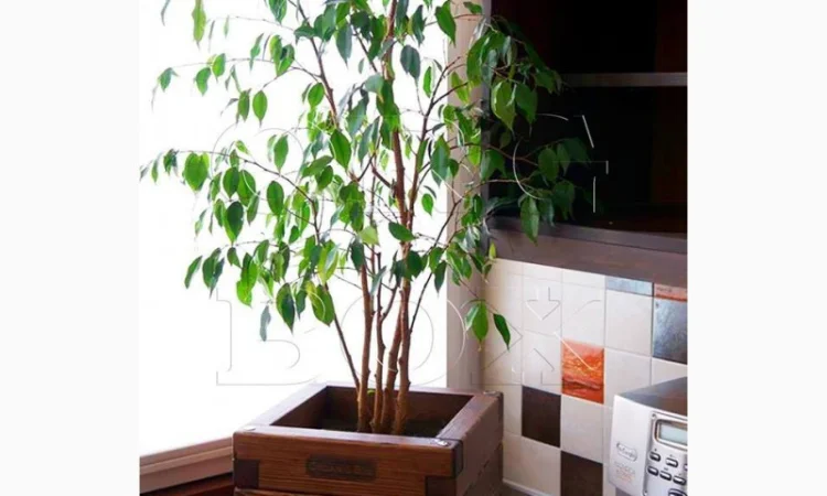 Ящик для цветов из натурального дерева - фото № 1