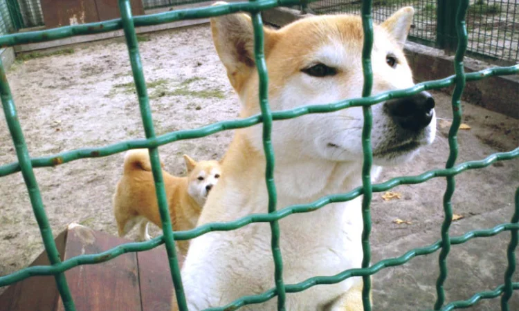 Сітка канілірована та рифлена для парканів і вольєрів - фото № 1