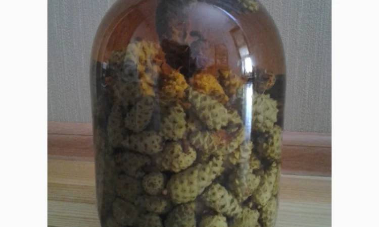 Настойка зеленых сосновых шишек - фото № 4