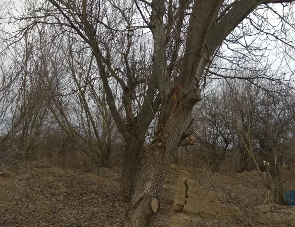 Дерево орех 80 лет на пиломатериал или дрова - фото № 1