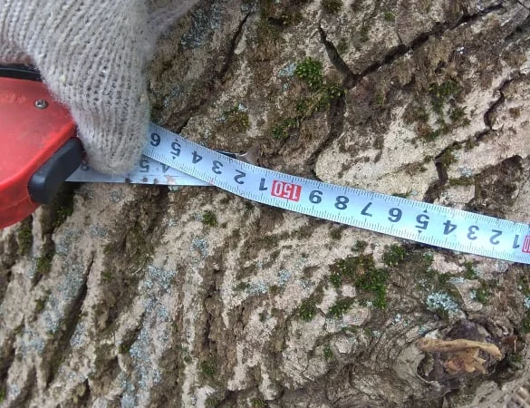 Дерево орех 80 лет на пиломатериал или дрова - фото № 2