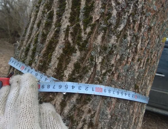 Дерево орех 80 лет на пиломатериал или дрова - фото № 3