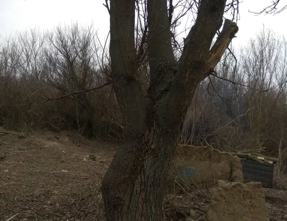 Дерево орех 80 лет на пиломатериал или дрова - фото № 4