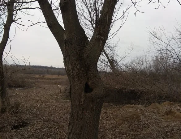 Дерево орех 80 лет на пиломатериал или дрова - фото № 5