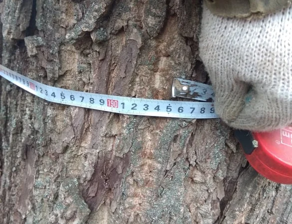 Дерево орех 80 лет на пиломатериал или дрова - фото № 6