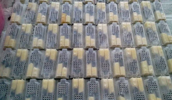 Продаются бджоломатки Карпатськой породи - фото № 1