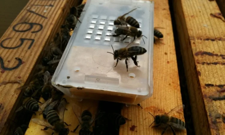 Продаются бджоломатки Карпатськой породи - фото № 2