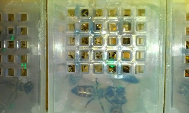 Продаются бджоломатки Карпатськой породи - фото № 3