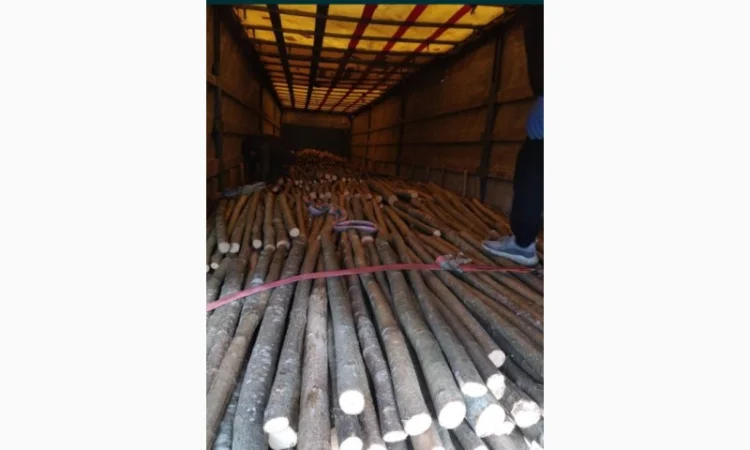 Купую ліщину та лупанку - фото № 1