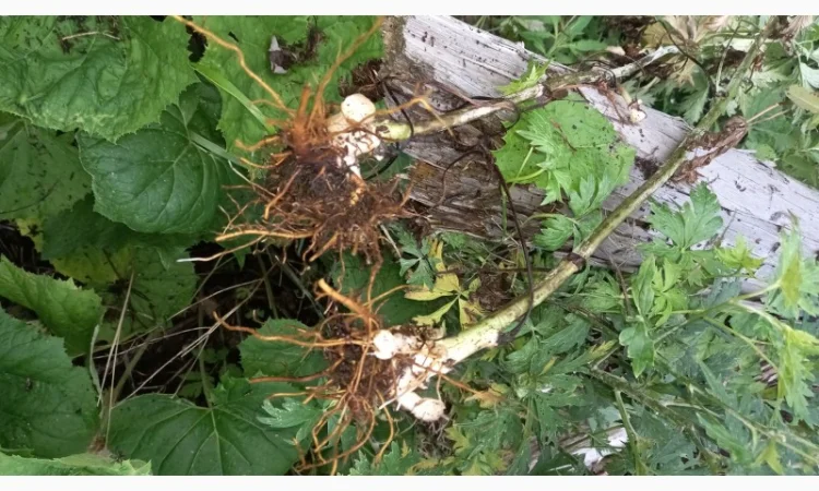 Від болів у спині, суглобах, м'язах мазі і гелі - фото № 10