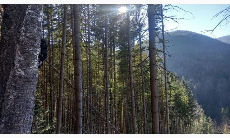 Від болів у спині, суглобах, м'язах мазі і гелі - фото № 5