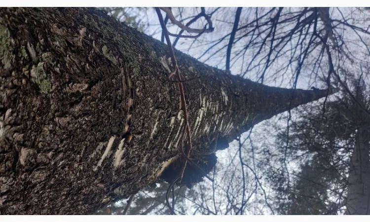 Від болів у спині, суглобах, м'язах мазі і гелі - фото № 6